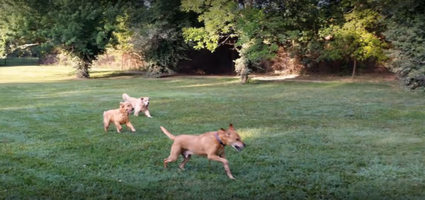 Treecourt Unleashed Dog Adventure Park photo 2